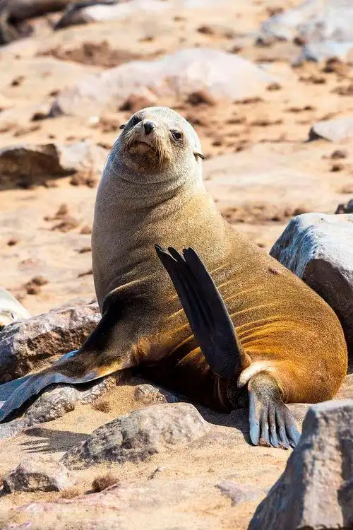 海狗(生活在海洋里的哺乳动物)_尚可名片