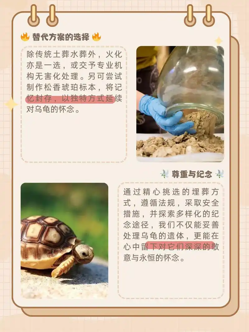 乌龟死了最佳处理方法