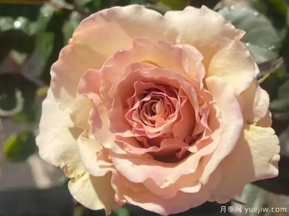 翼天使月季第九天使月季