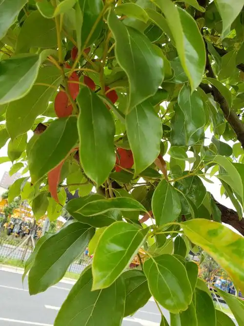 香樟,南方人应该最熟悉了,景观园林,绿化带和庭荫常见.