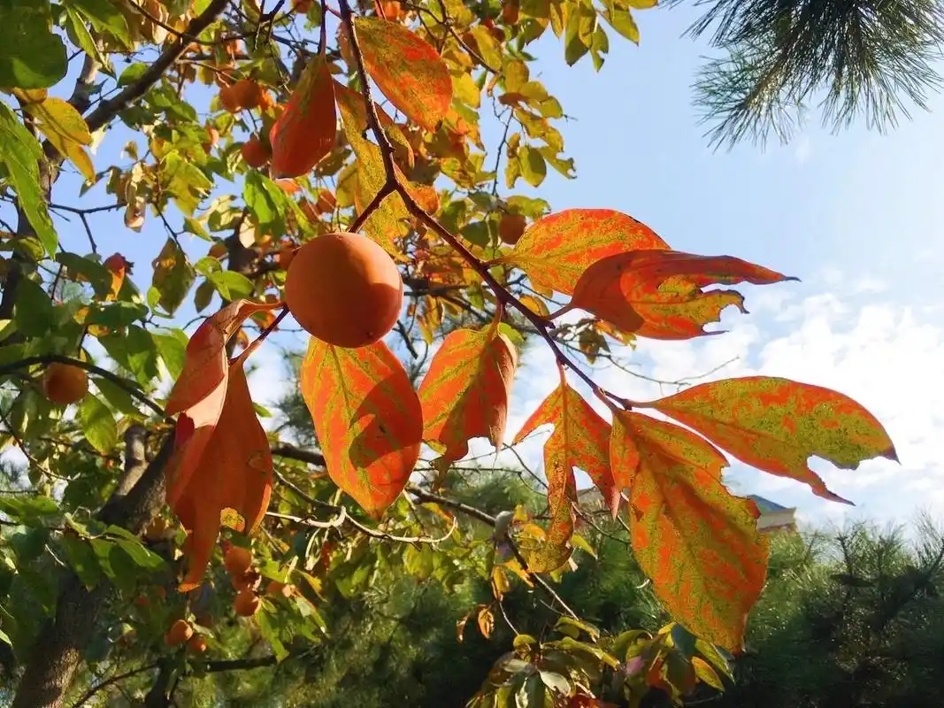 农村不起眼的柿子叶,原来有这么多作用,一年能省下不少钱