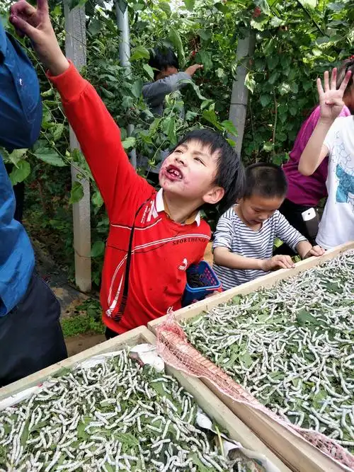 花园学校一年级六班桑园公社桑蚕文化之旅