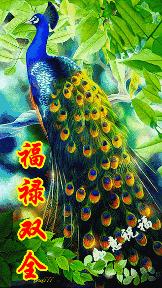 祝福孔雀开屏行大运送你新年好福气