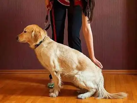 训练狗狗站姿的方法