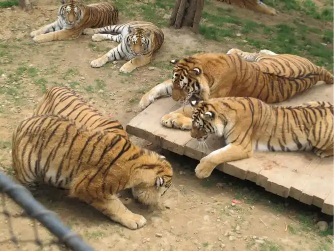 大连森林动物园