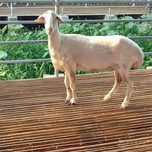 头胎怀孕湖羊价格湖羊羊羔湖羊种公羊养殖出售