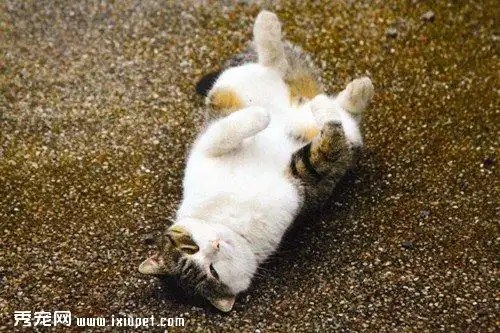 日本"打滚儿猫咪"爆红网络