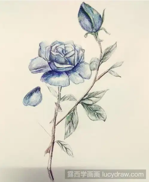 如何用彩铅笔画花?彩铅画教程分享