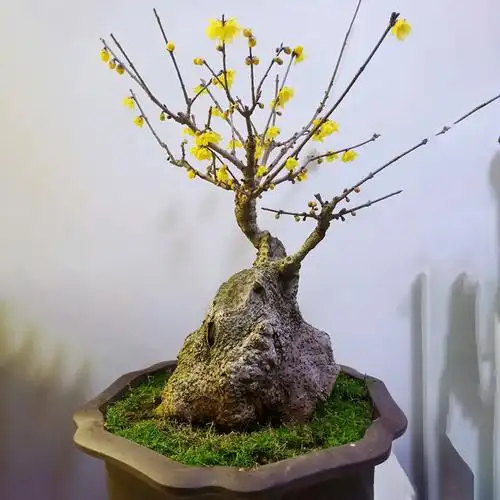 腊梅素心老树树桩盆栽梅花盆景蜡梅植物室内时令草本花卉