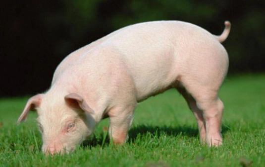 日研究人员用转基因猪探究糖尿病及并发症