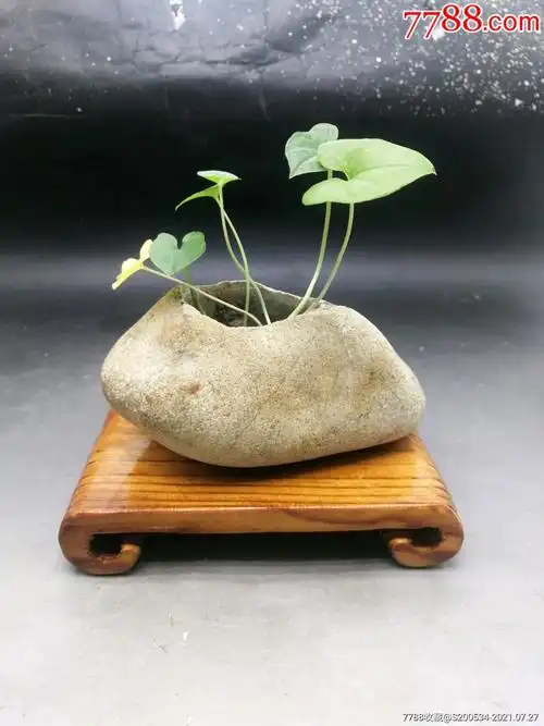 石头盆栽文房摆件礼品石头花盆小盆景自己做的石头小盆景,30包快递