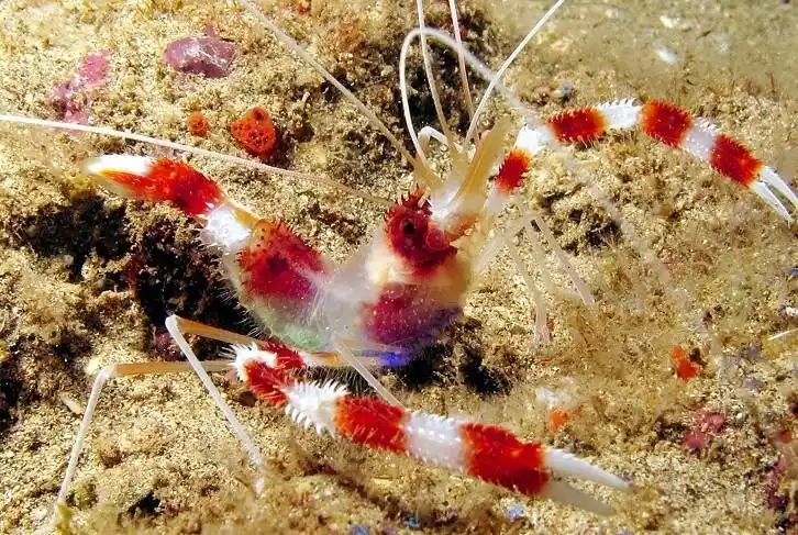 论坛 69 ※ 海水生物讨论区※ 69 无脊椎动物 69 海水虾的介绍