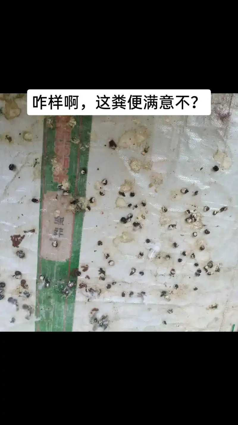 鸽粪看鸽健不健康就知道了.着粪便满意吗,打多少分啊#信鸽赛鸽 - 抖音