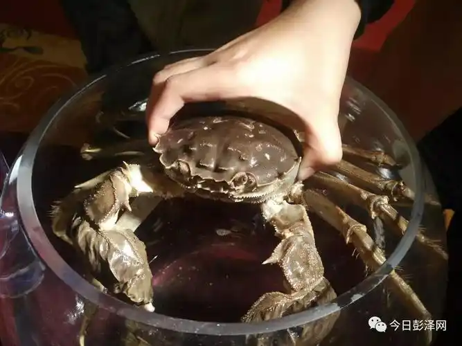 彭泽:蟹王,蟹后拍出50万元,30万元天价(组图)