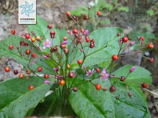 展开全部 土人参 别名人参菜,水人参,参草,紫人参,福参,习称栌兰, 为