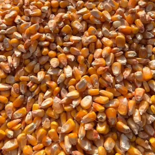 [黄玉米粒批发]黄玉米粒 干玉米 精品玉米价格1.43元/斤 - 惠农网