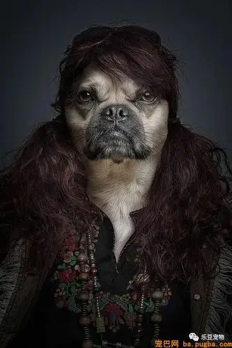 穿的像人实际是狗一组大片惊爆你的眼球