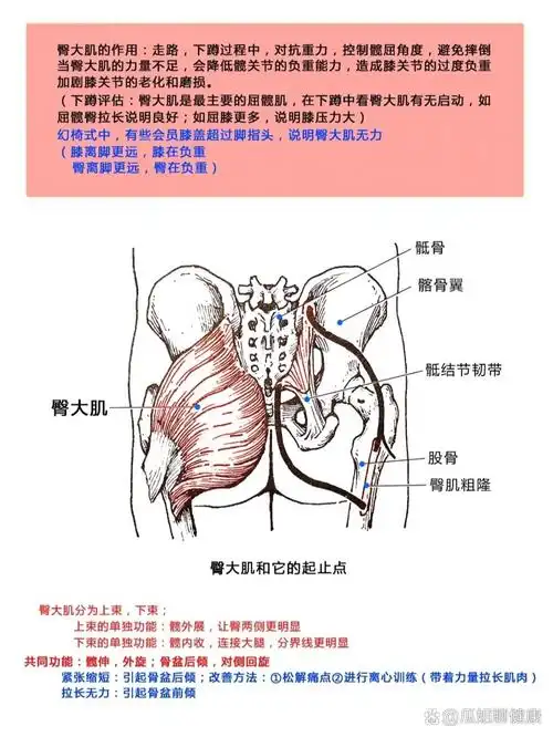 臀大肌及起止点