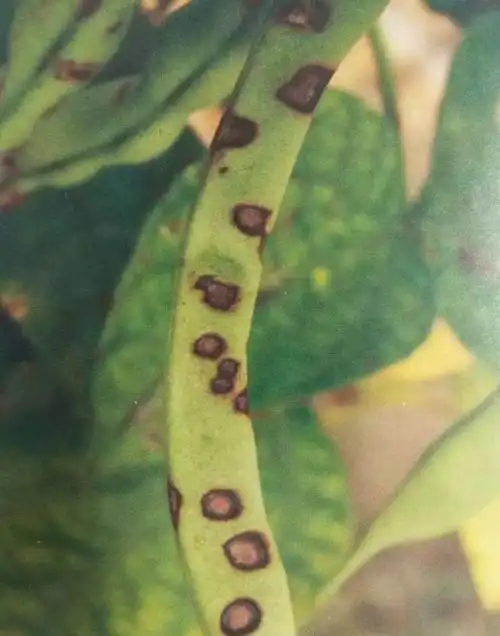 吐血整理芸豆菜豆16种病虫害图谱来了