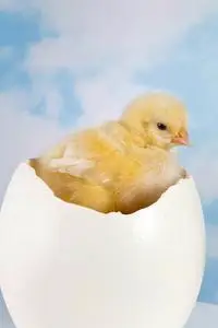 小鸡破壳图片