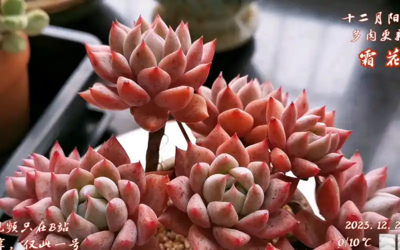 2023.12 阳台多肉更新 ## 霜花 ## 冬至节气