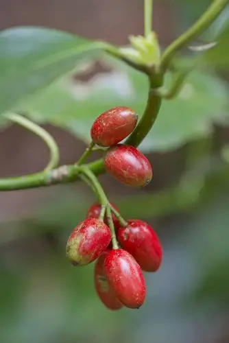 iwara plum blossoms