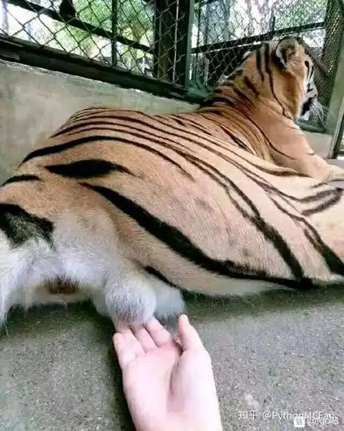 滑铲老虎是什么梗