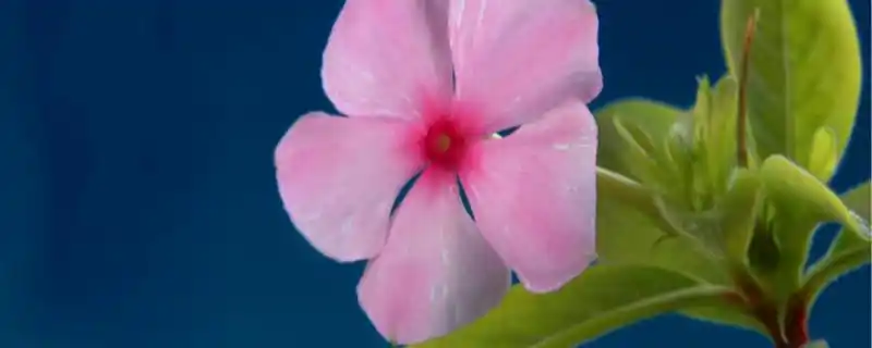 四季春花扦插季节