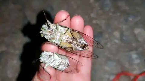 第一次见这么大的知了,变异体?比正常大小的大几倍!