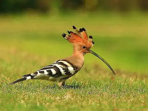 生活在农村或者山区的人从小就会见到很多种类野生的鸟,但是野生鸟类