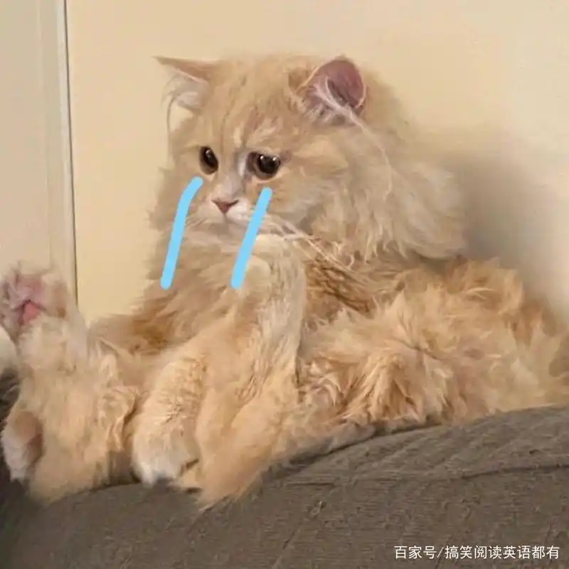 可爱小猫咪流泪表情包