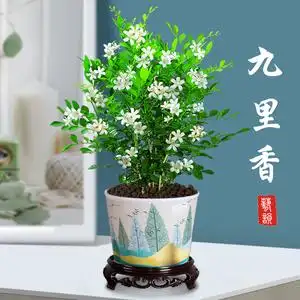 九里香盆栽植物室内千里香驱蚊盆景四季常青浓香老桩桌面绿植花卉