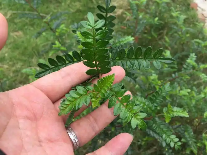 清香木桌面壁纸