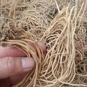 婆婆针线包干货一斤贵州老君须500g下单包邮白薇一斤