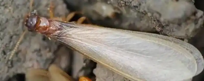 为什么会有大水蚁