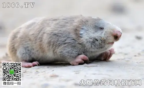 地羊是什么动物?地羊的生活习性