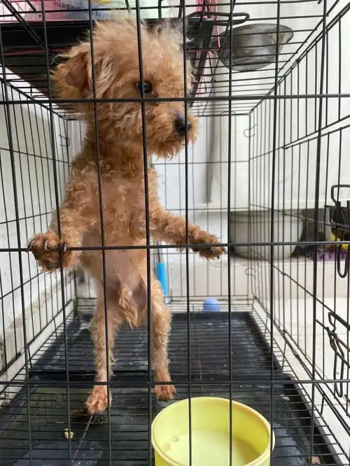 一岁半公狗泰迪找主人