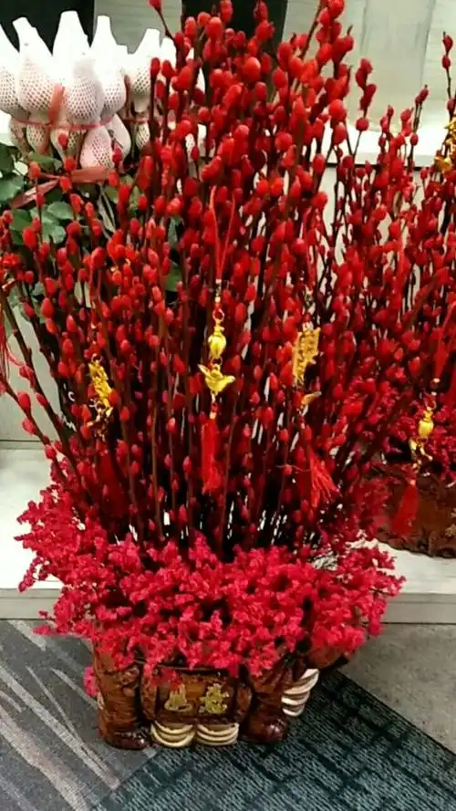 旺财之花,银柳花9595银柳到家,发发发