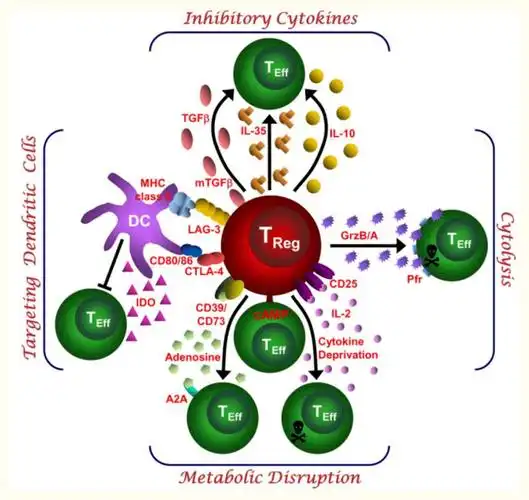 项目介绍细胞中的双刃剑调节性t细胞