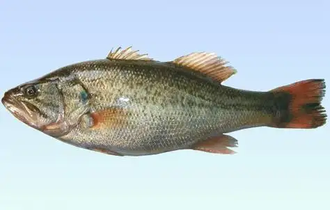 鲈鱼养殖前景看好?但养殖户想赚钱,这些疾病防治一定要抓好