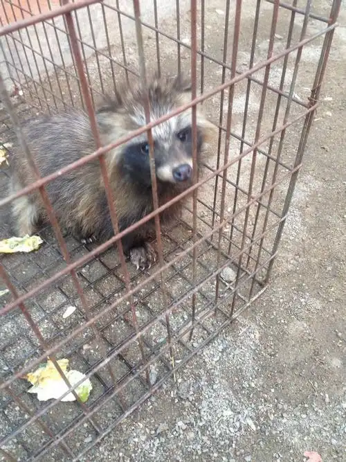 这不是果子狸(灵猫科棕榈狸亚科花面狸属) 这更不是獾(鼬科獾亚科獾