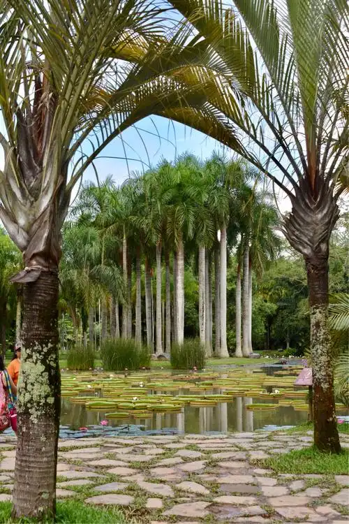 西双版纳景色迷人,让人流连忘返!