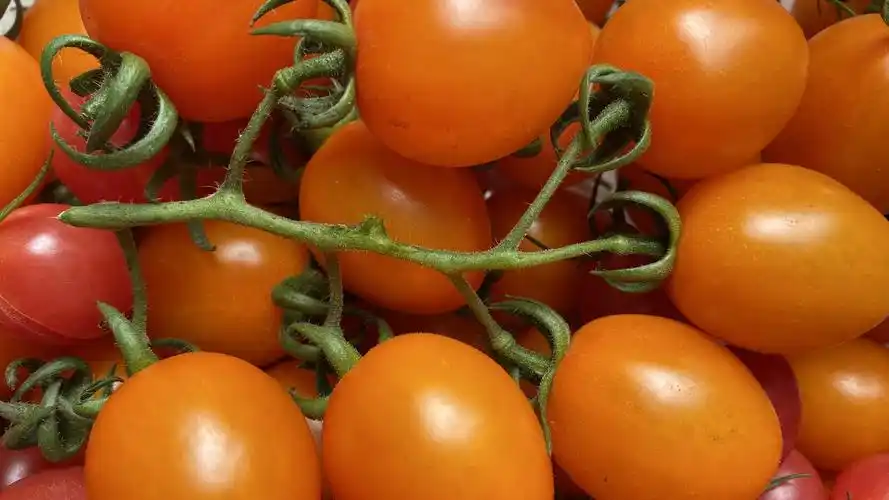 壁纸 橙色的圣女果,水果特写