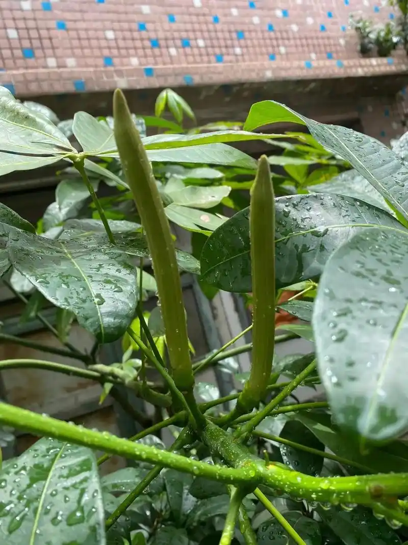 福报从来皆定数, 只缘厚德物情长.——发财树开花,万物皆有灵 - 抖音