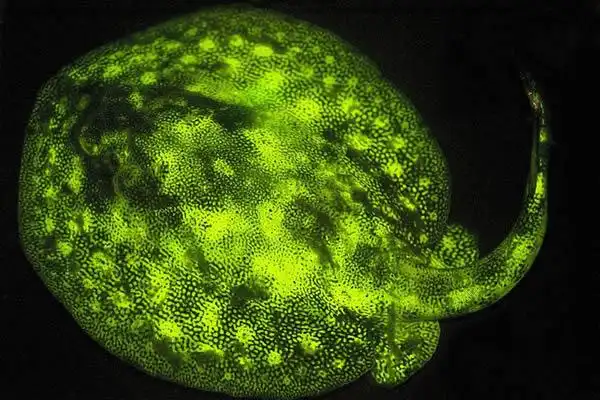 科学家发现超过180种的海底发光鱼