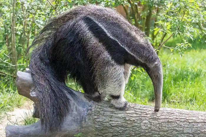 巨食蚁兽在树干上吃蚂蚁