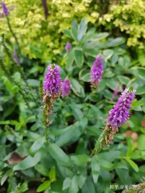 【七绝·草本威灵仙】(平水韵)