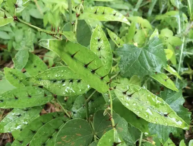 1种野草人称两面针有着粗壮的主根叶片还有刺却珍贵