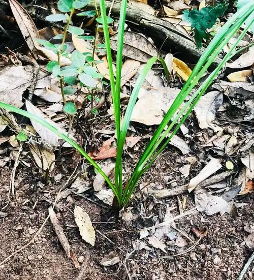 走进水花树瀑布