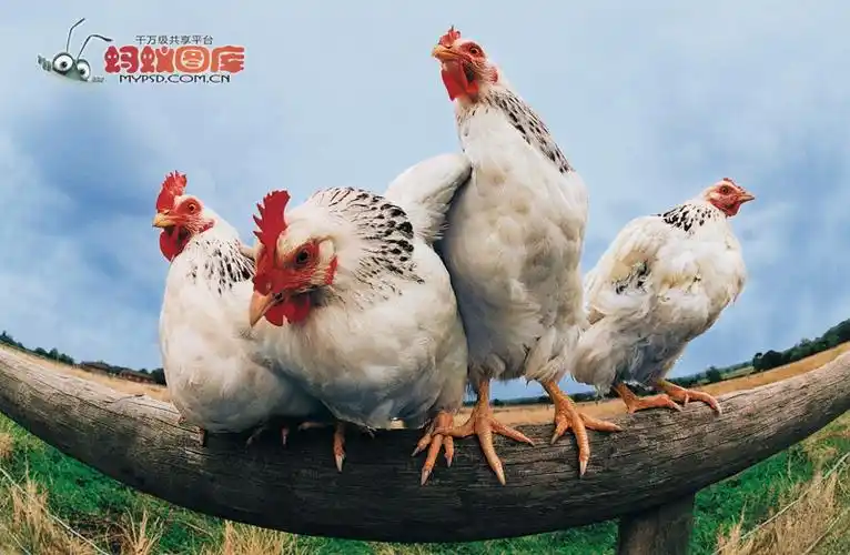 白洛克一般指白洛克鸡